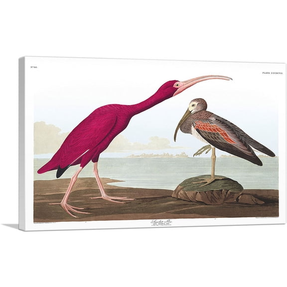 ARTCANVAS Scarlet Ibis Canvas Art Print by John James Audubon - Size: 26" x 18" (0.75" Deep)