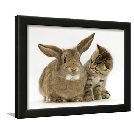British Shorthair Brown Tabby Female Kitten Looking Inquisitivly