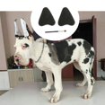 thumbnail image 3 of Herramientas para el atención del oído del perro mascota Oreja - Erguido de piezaza + para oreja de perro para perros Salvador Dali Oído de perro de mascota de pie, 3 of 10