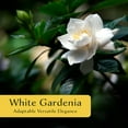thumbnail image 2 of 4 White Gardenia Shrubs | Live Plants in 2.5-inch Nursery Cubes | Jasminoides ‘Veitchii’ Variety | Fragrant Long-Lasting Evergreen Foliage | White Floral Shrubs for Home and Garden Landscaping, 2 of 8