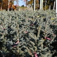 thumbnail image 2 of Brighter Blooms - Fat Albert Colorado Blue Spruce Tree, 3-4 ft. - No Shipping to AK, AZ, HI, 2 of 5
