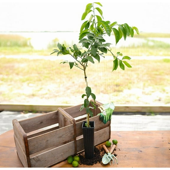 Key Lime Tree Dwarf Plant Citrus GRAFTED Fragrant 2-4ft. Ships To All State