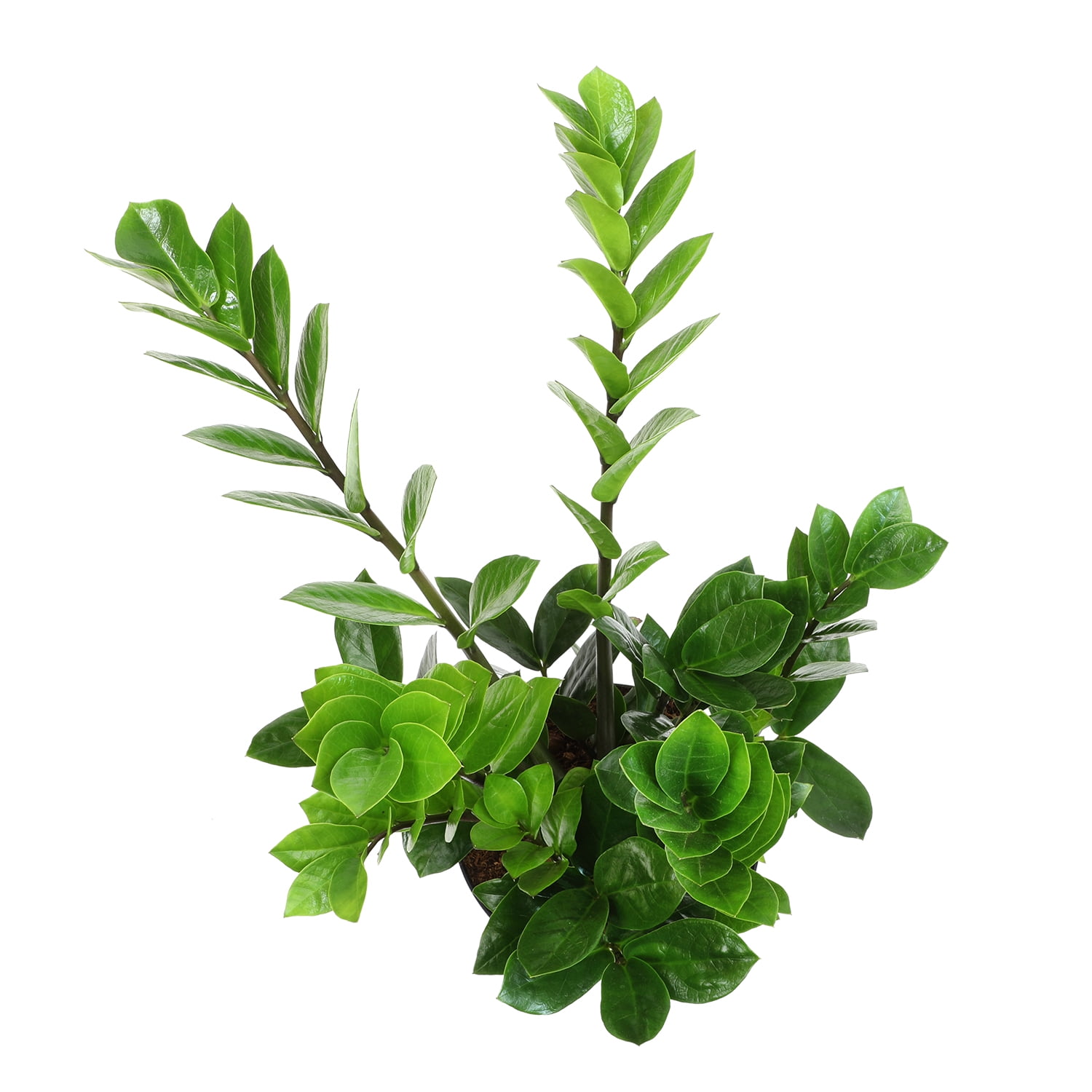ELEMENT by Altman Plants 6in ZZ Live Plant in Grower Pot