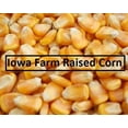 thumbnail image 4 of 5 Pounds of CZ Grain Whole Kernel Corn - Make Corn Meal - Yellow Corn Grown in Iowa. Great for Tortillas - Deers, Ducks, Turkey Food - Masa Maize, 4 of 5