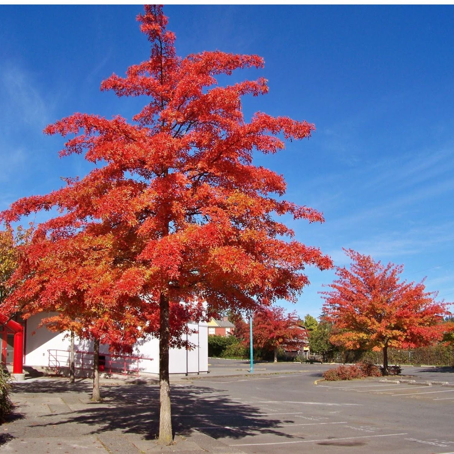 Expert Gardener 2-3' Oak Scarlet Letter™ Live Tree in 1 gal. Grower Pot