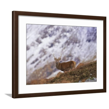 Red Deer Stag in the Highlands in February, Highland Region, Scotland, UK, Europe Framed Print Wall Art By David