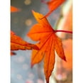 thumbnail image 3 of Grayscale 19x24 Black Modern Framed Museum Art Print Titled - Japanese Maple II, 3 of 5