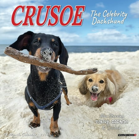 Willow Creek Press, Crusoe the Celebrity Dachshund 2026 Wall Calendar, 12'' X 12'', 18-Month Calendar with Stapled Binding