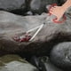 thumbnail image 1 of WASHWEPE Pinza Multiusos Roja Para Cangrejo Y Resistente Para Hogar Y Picnic, 1 of 7