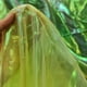 thumbnail image 4 of Tela de organza Qidekjjt, 3 m x 150 cm, color amarillo iridiscente, 4 of 7