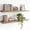 Gray Oak, variant on White Floating Shelves for Wall-24in Wall Mounted Display Ledge Shelves Perfect for Bedroom Bathroom Living Room and Kitchen Decoration Storage (Set of 2)