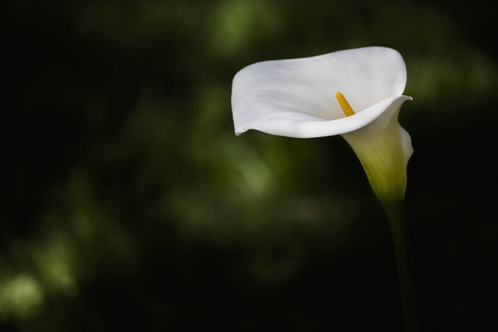 Calla Lily Boliva C
