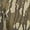 Mossy Oak Original Bottomland, variant on MidwayUSA Men's Hunter's Creek Parka Realtree AP Snow 2XL