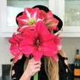 thumbnail image 3 of Amaryllis - Lagoon (1 pack) Bulb, Pink Flowers - Professional Growers from Easy to Grow, 3 of 4