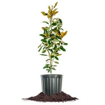 Perfect Plants Little Gem Magnolia 3 Gallon