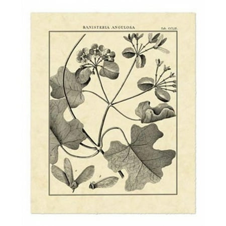 vintage botanical study ii