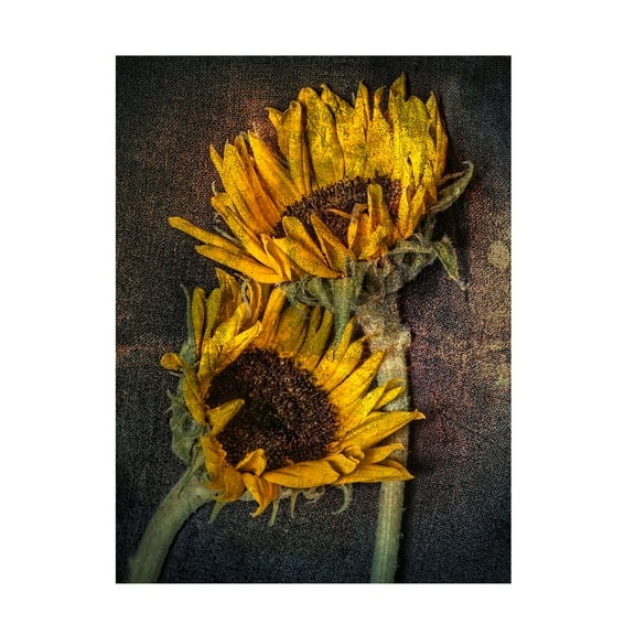 Lori Hutchison 'Sunflowers' Canvas Art