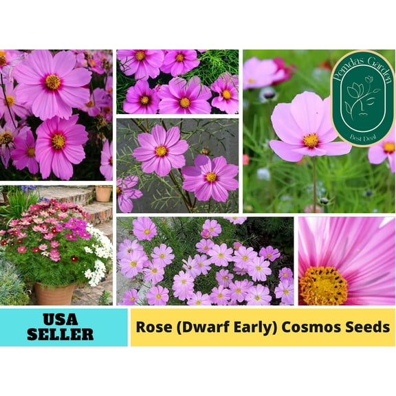 50  Seeds| Rose (Dwarf Early) Cosmos Seeds ~ Authentic ~ GMO Free ~ Seeds~Flower seeds~ Vegetable seeds~ Asian Garden~ Flowers~ Herbs B5G1