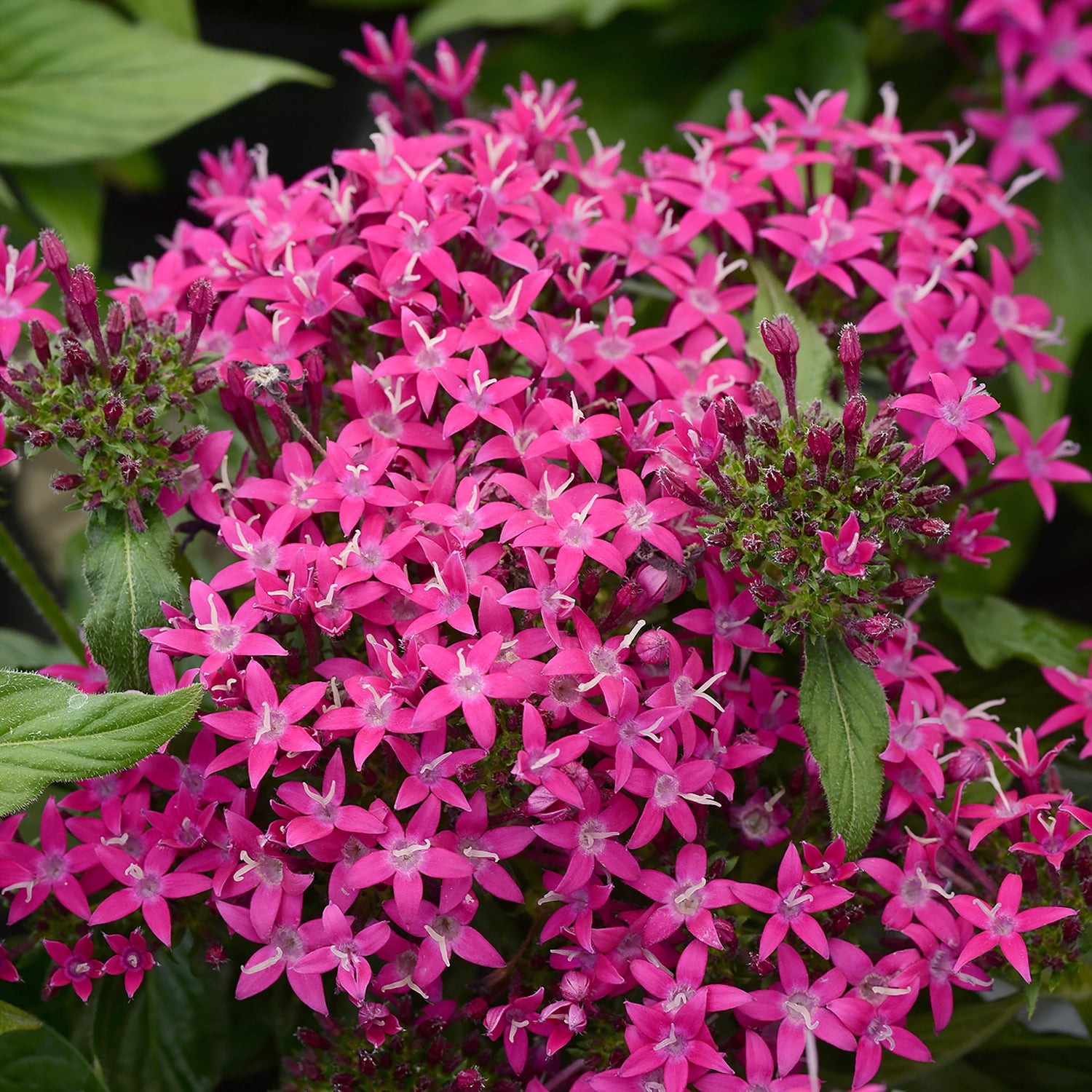 Altman Plants Pink Pentas Plants 4-Pack, 1 Qt. Pots, Full Sun, Outdoor Flowering Plants