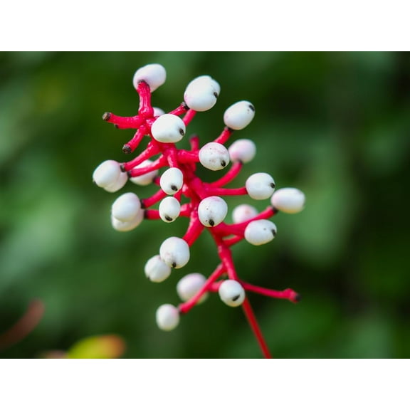 Dolls Eye Dogwood Seedlings for Planting - Baneberry Plants to Grow (3 Seedlings)