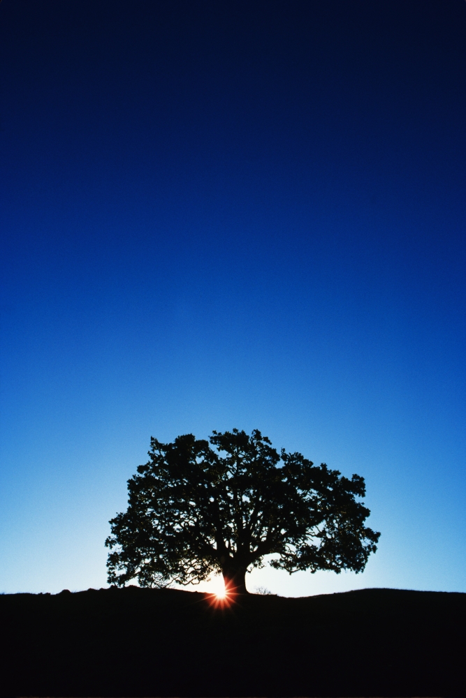Hawaii, Big Island, Koa Tree On Slope Of Mauna Kea. Poster Print (11 x