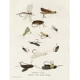 thumbnail image 2 of Babbitt, Gwendolyn 25x32 White Modern Wood Framed Museum Art Print Titled - Fishing Flies I, 2 of 4