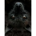 thumbnail image 2 of BAT HEAD Black Youth Unisex T-Shirt, 2 of 4