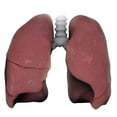 thumbnail image 2 of 3D model of right and left human lung Poster Print by Photon Illustration/Stocktrek Images, 2 of 2