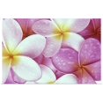 thumbnail image 1 of Great BIG Canvas | "Close-Up Of Pink Plumeria Flowers With Yellow Centers, Water Droplets" Art Print - 48x32, 1 of 4