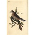 thumbnail image 2 of Mistle Thrush, Turdus Viscivorus Poster Print By ® Florilegius Mary Evans (18 X 24), 2 of 4