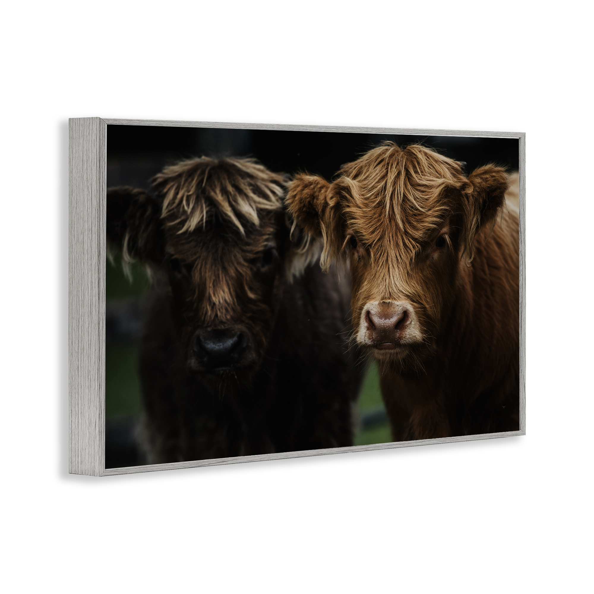Cow Faces Highland Pair Gray Framed Giclee Art, design by Amy Carroll