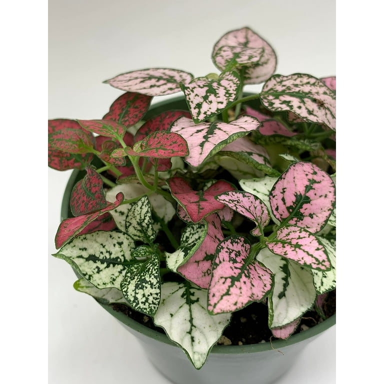 Polka-dot-Plant, Hypoestes phyllostachya, Tricolor, red Pink and White,  Very Limited, in a 4 inch Pot Super Cute 