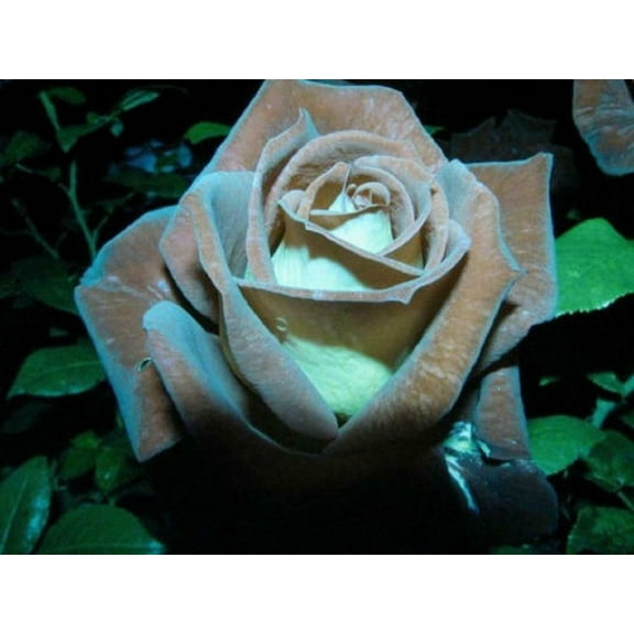 Rare Rose Seeds 20 Chocolate Mint Rose Plant Seeds