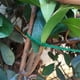thumbnail image 5 of Pack de 100 Lazos para Plantas de Jardín | Cintas reutilizables de soporte vegetal de plástico flexible 13,5 cm | Sujetadores multiusos para árboles, arbustos y enredaderas verdes serrados para, 5 of 5