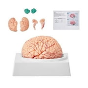 Human Brain Model Anatomy with Labels & Display Base