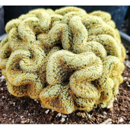 Live Brain Cactus Plant - Mammillaria Elongata Cristata - Rare Cactus Plant in 4" pot - Crested Cactus - Houseplant