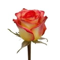 thumbnail image 4 of Bicolor Roses - 100 Stems of Assorted Farm Direct Fresh Cut Flowers, 4 of 10