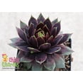 thumbnail image 4 of Cranberry Cocktail™ Hens & Chicks - Sempervivum - 3.5" Pot-Chick Charms®, 4 of 4