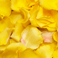thumbnail image 2 of 3500 Yellow Rose Petals- Beautiful Fresh Cut Flowers- Express Delivery, 2 of 4