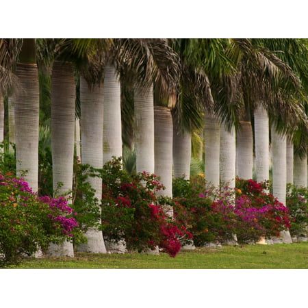 Row of Stately Cuban Royal Palms, Bougainvilleas Flowers, Miami, Florida, USA Print Wall Art By Adam