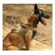 thumbnail image 2 of Correa De Pecho Táctica P/perros, Nylon Ajustable Con Mango, 2 of 6
