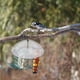thumbnail image 4 of Methold Plataforma Birdfeeder Dome Cover Protector Seed Tray con colgador Shade Patio trasero Patios Accesorios de jardín Transparente Type2 NO2, 4 of 6
