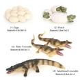 thumbnail image 2 of Meticulously Designed Lifecycle Figures. Educational Accessory Live Animal Model, 2 of 8