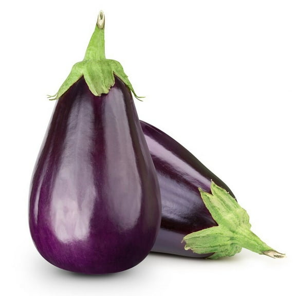 Black Beauty Eggplant Heirloom Premium Seed Packet