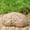 D, variant on ReTeiv Fake Rocks Spare Key Storage,Decorative Stone Garden Ornament,Waterproof Real Looking Rocks Key Hider Practical Performance For Outdoor Yard