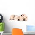 thumbnail image 1 of Four Sleeping Labrador Puppies Wall Mural by Wallmonkeys Peel and Stick Graphic (18 in W x 7 in H) WM346488, 1 of 4