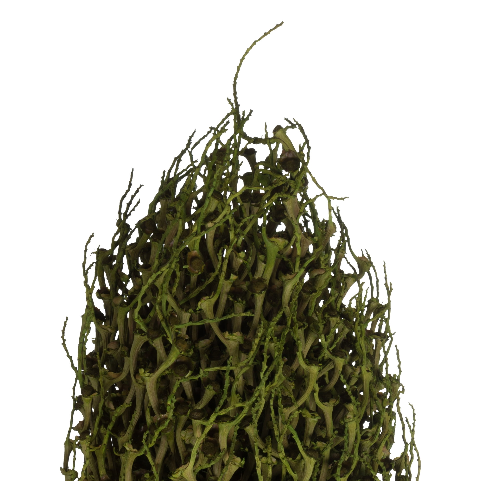Vickerman 22 x 7" avg Foliage Green Olympia Seed Pod, 1 piece, Dried