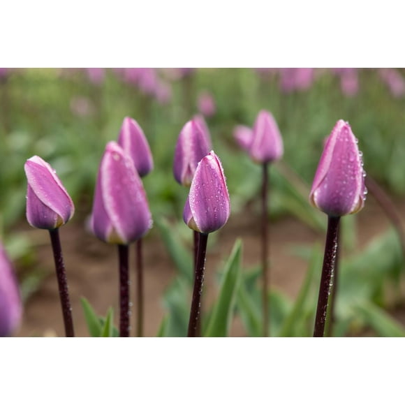 TASC Tulip Flower Bulbs-Tulip Darwin Hybrid Light and Dreamy (20 Bulbs)