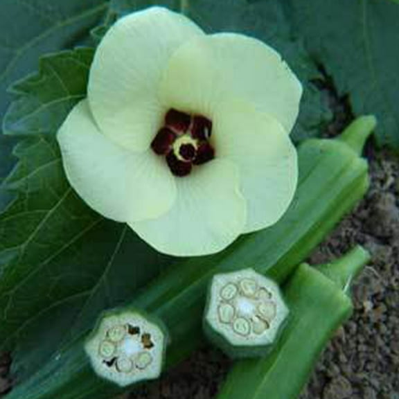 Sustainable Seed Company 35 Jade Okra Seeds, Heirloom Non-GMO Open-Pollinated Farm Gardening