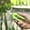 Light Green, variant on Stainless Steel Garden Pruning Scissors | Fruit Tree & Vegetable Trimming Shears | Safety Lock & Spring Loaded | Ergonomic Grip for Easy Cutting | 1-Piece Gardening Tool